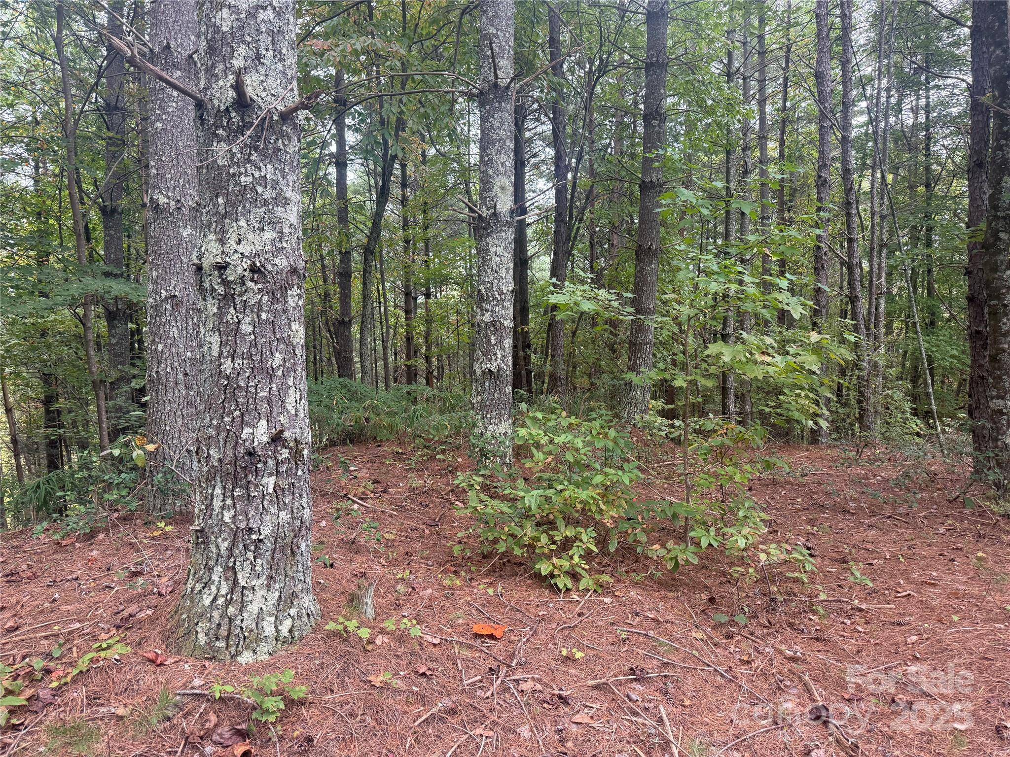 9587 Shortoff View Terrace, Unit 57 Nebo, NC 28761 - Photo 9 of 16 a view of a forest with lots of trees