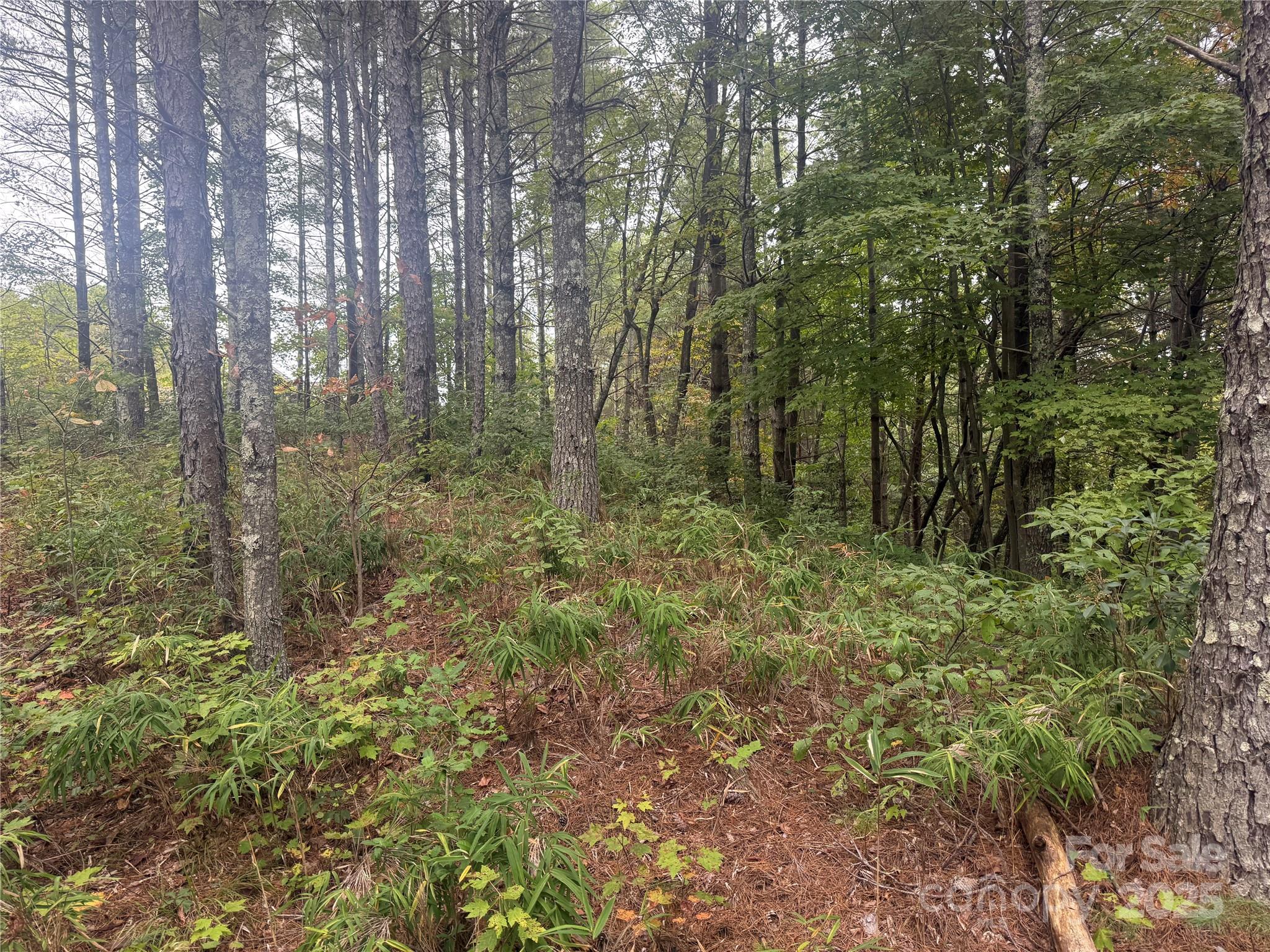9587 Shortoff View Terrace, Unit 57 Nebo, NC 28761 - Photo 10 of 16 a view of a forest with trees