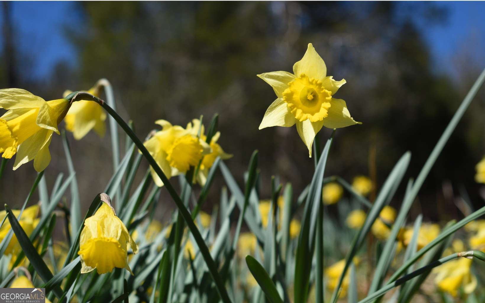 Lt27-28b Haven Way Blue Ridge, GA 30513 - Photo 7 of 20