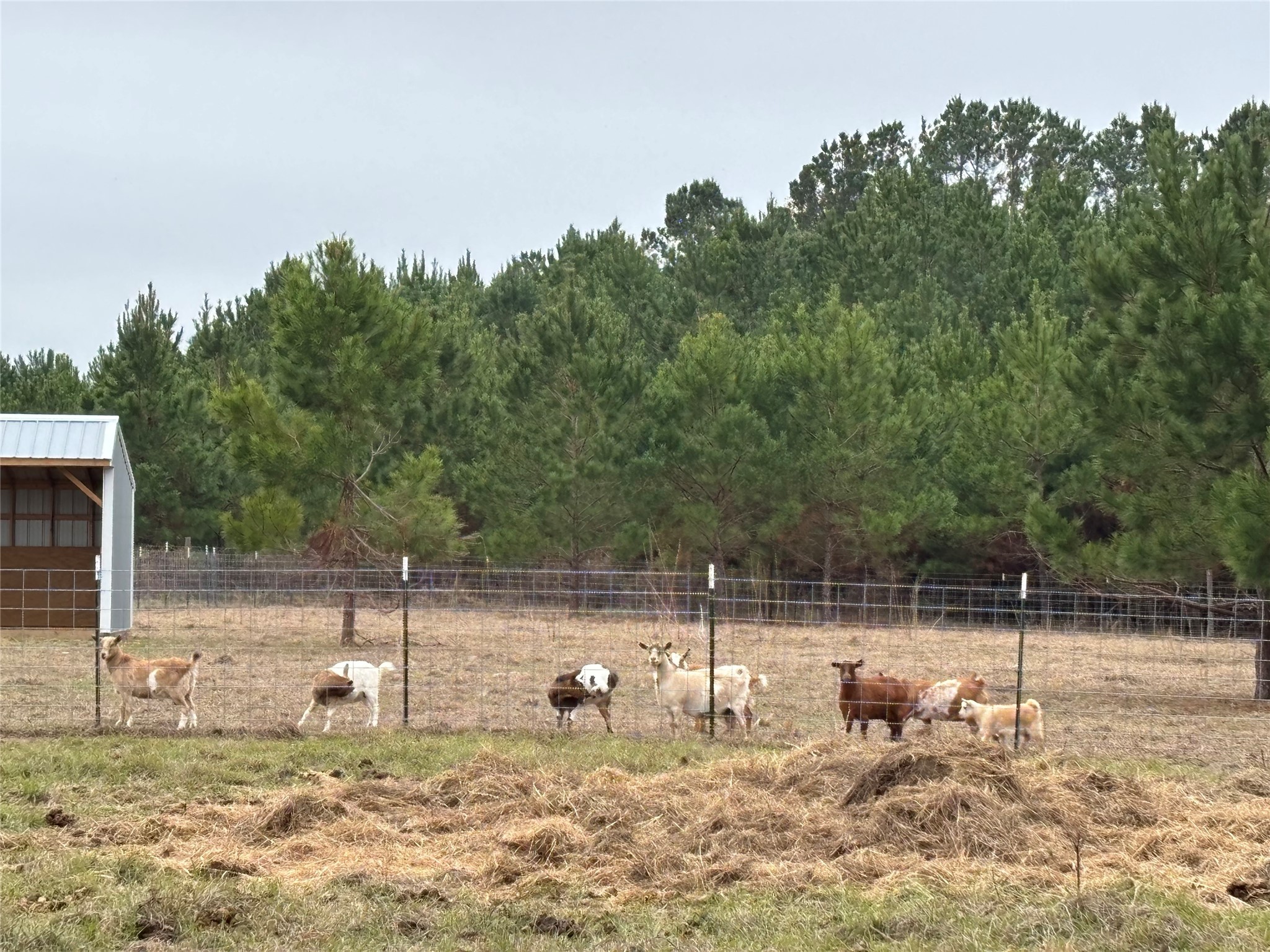 707 Bill Rasbeary Road Groveton, TX 75845 - Photo 12 of 48 a backyard of a house with lots of green space