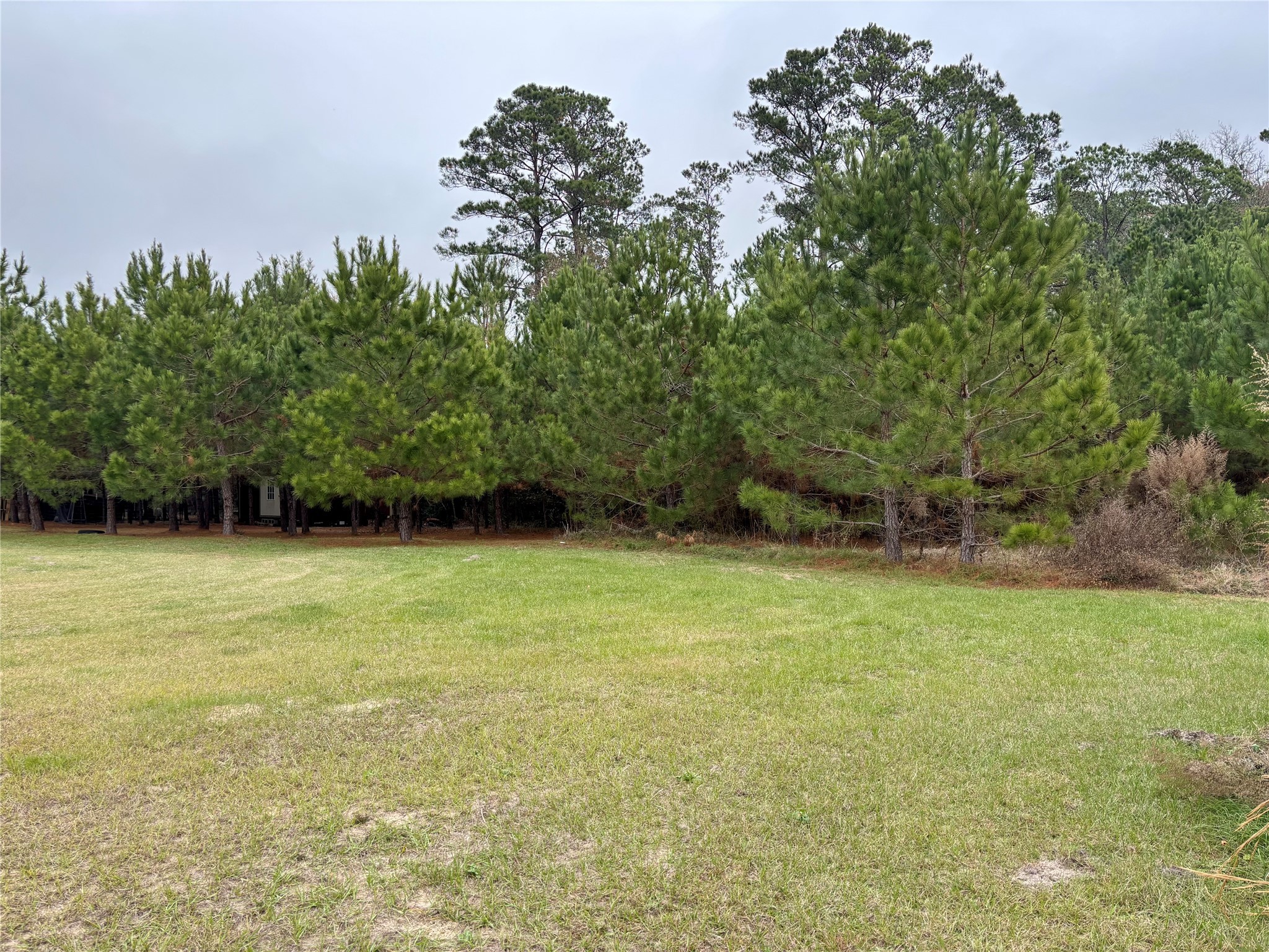 707 Bill Rasbeary Road Groveton, TX 75845 - Photo 16 of 48 a view of a yard with a trees