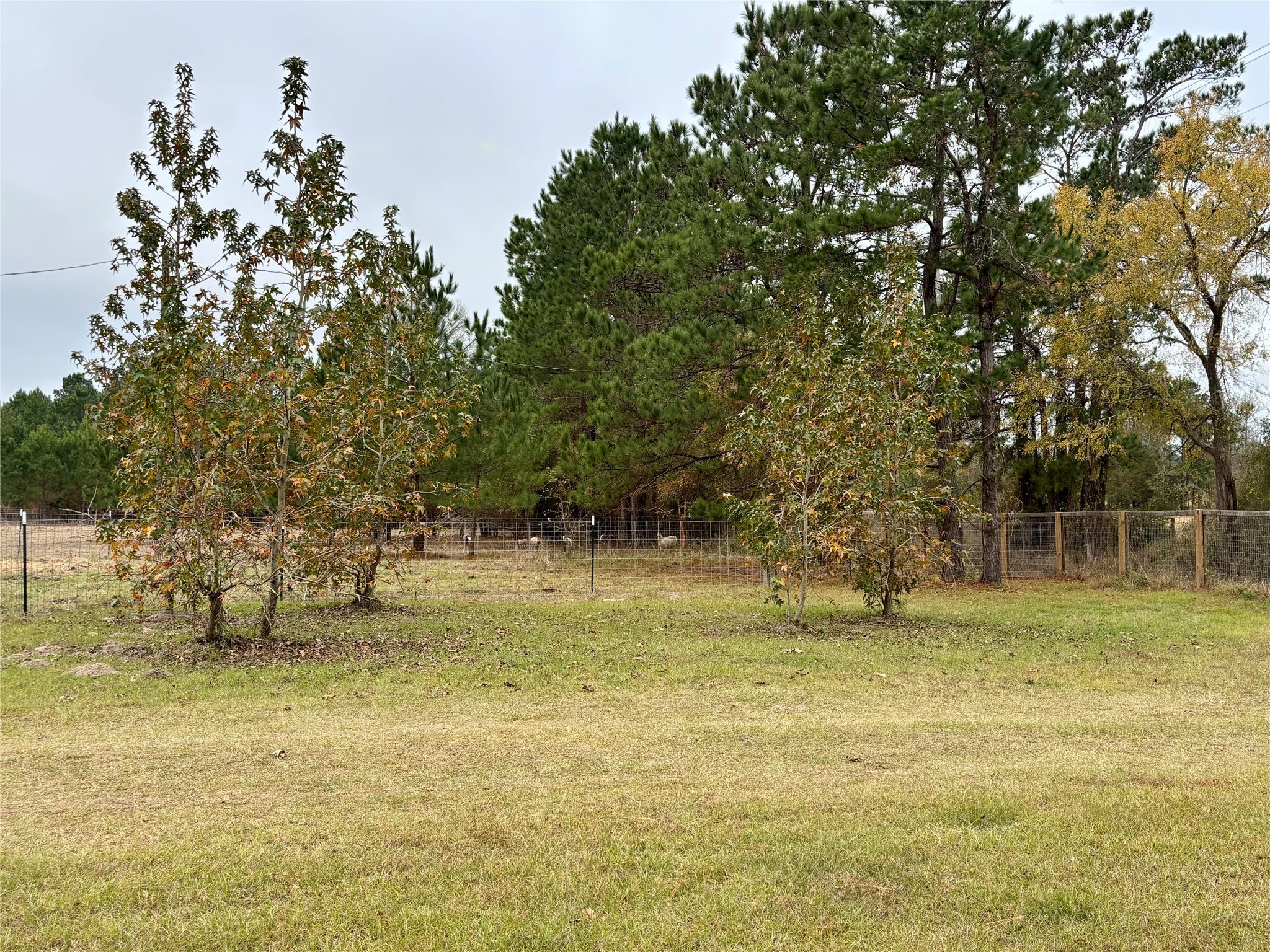 707 Bill Rasbeary Road Groveton, TX 75845 - Photo 9 of 48 a view of outdoor space with trees all around
