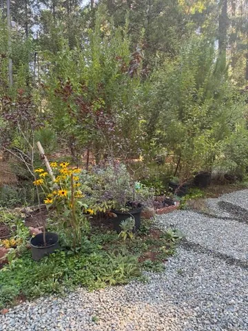 a view of a garden with plants and a bench