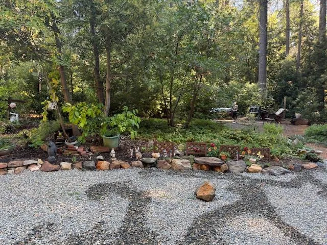 a view of a forest filled with trees