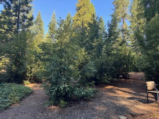 a view of a yard with a tree