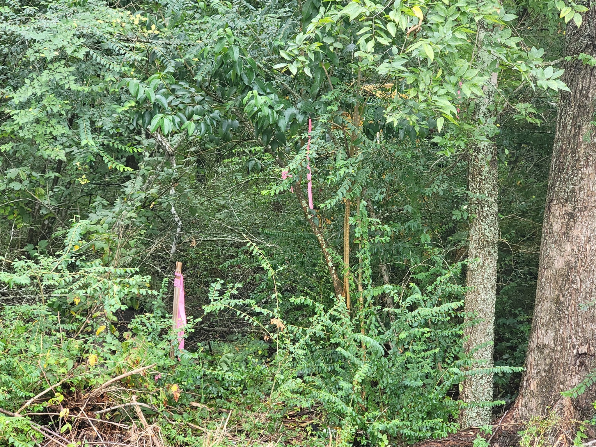0 Frank Baytown, TX 77521 - Photo 3 of 5 a view of a forest with a tree