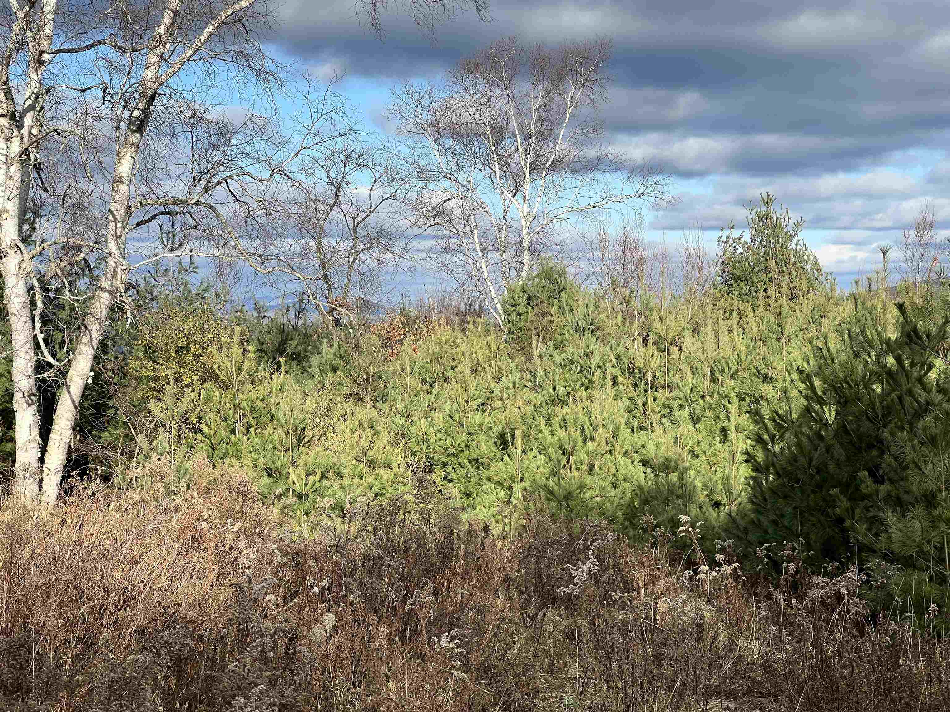 Lot 43 Gannon Road Littleton, NH 03561 - Photo 12 of 33
