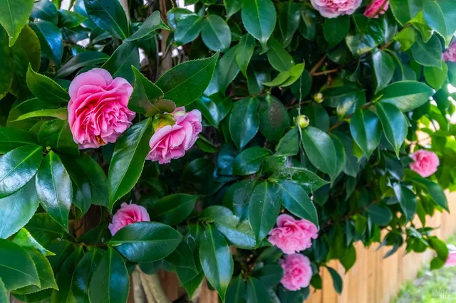 $700,000 | 112 Palomar Lane, Vallejo, CA 94591