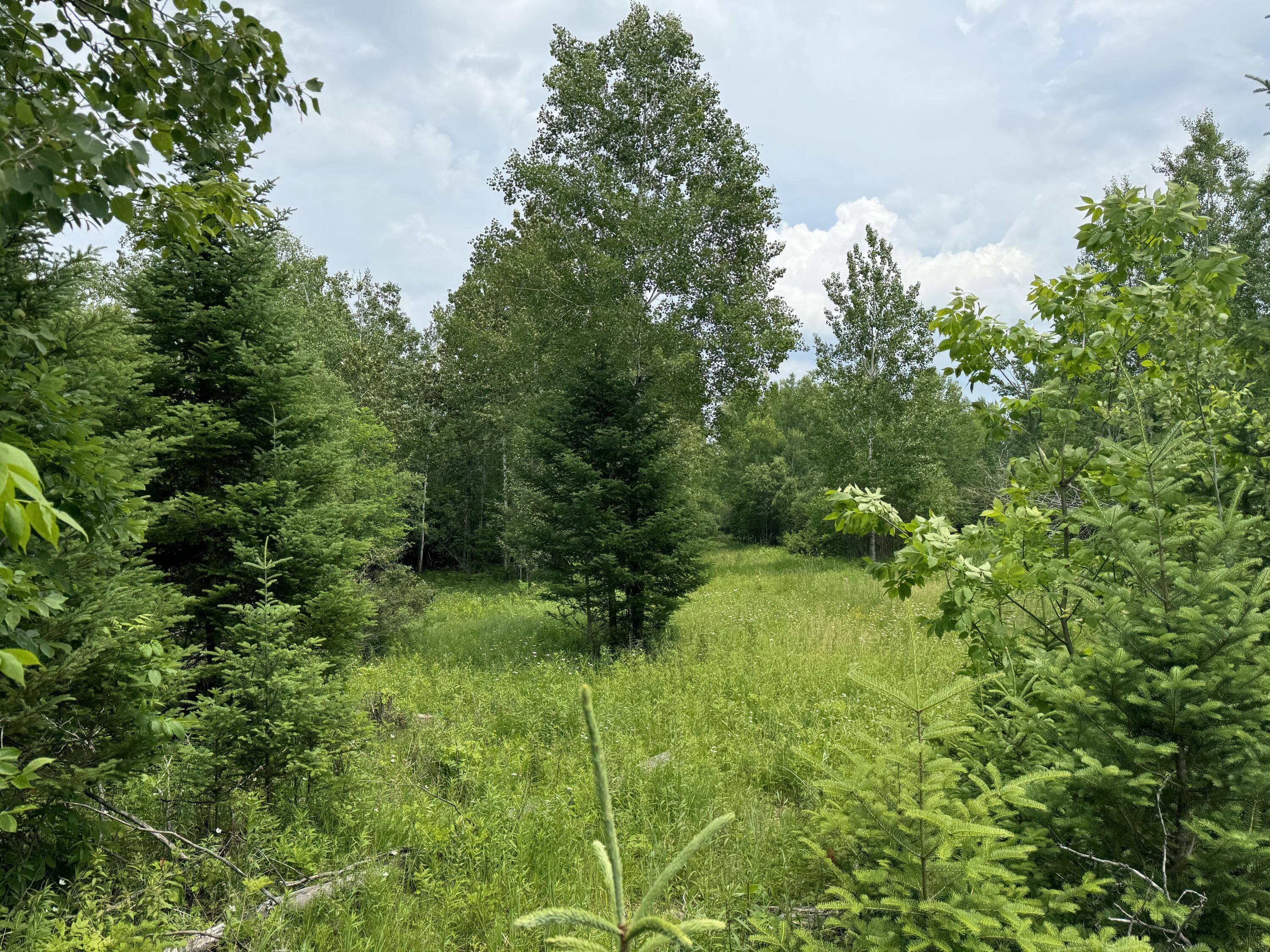 5030 Snider Road Brutus, MI 49716 - Photo 21 of 53 IMG_9647