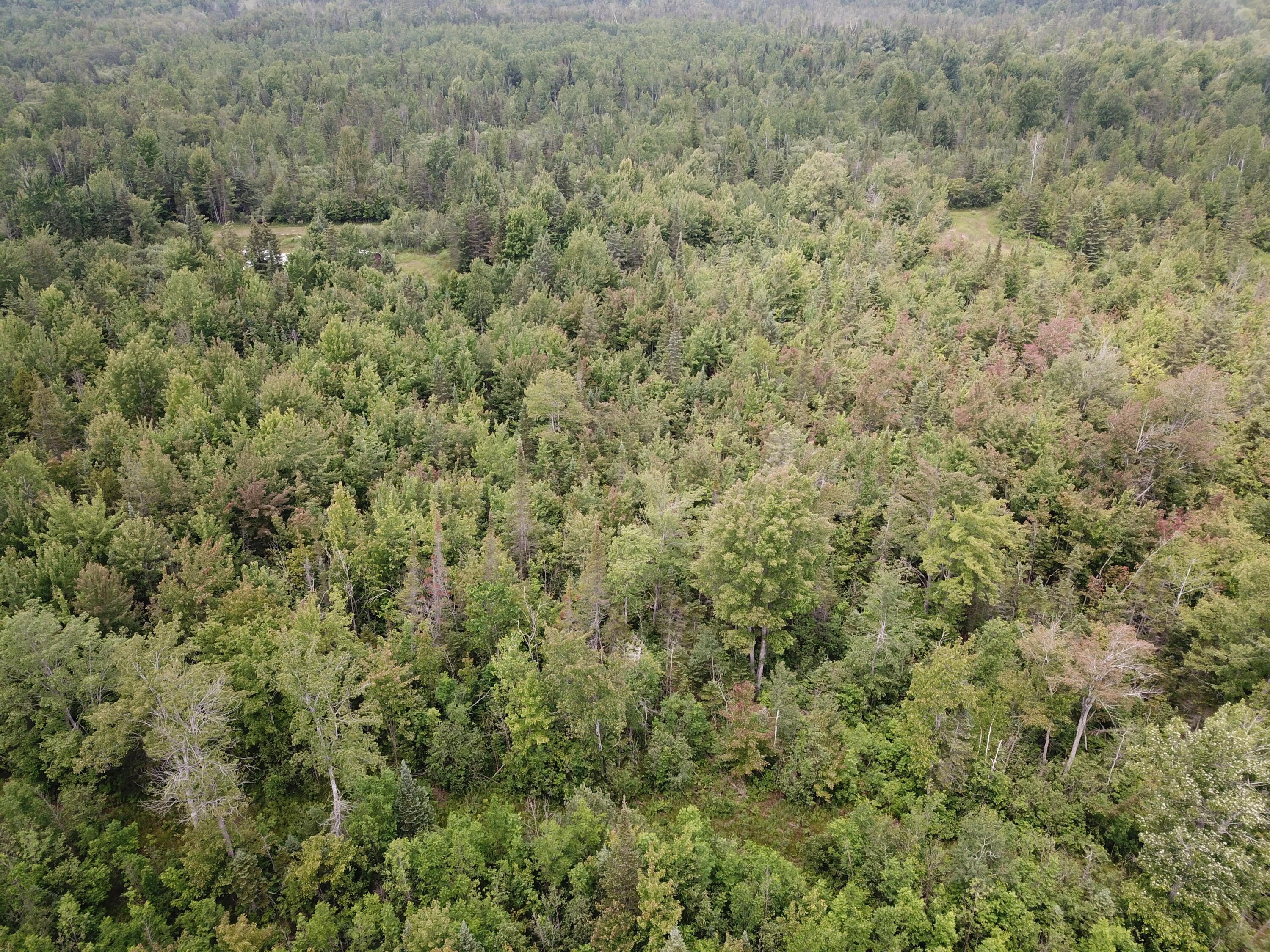5030 Snider Road Brutus, MI 49716 - Photo 40 of 53 DJI_0030