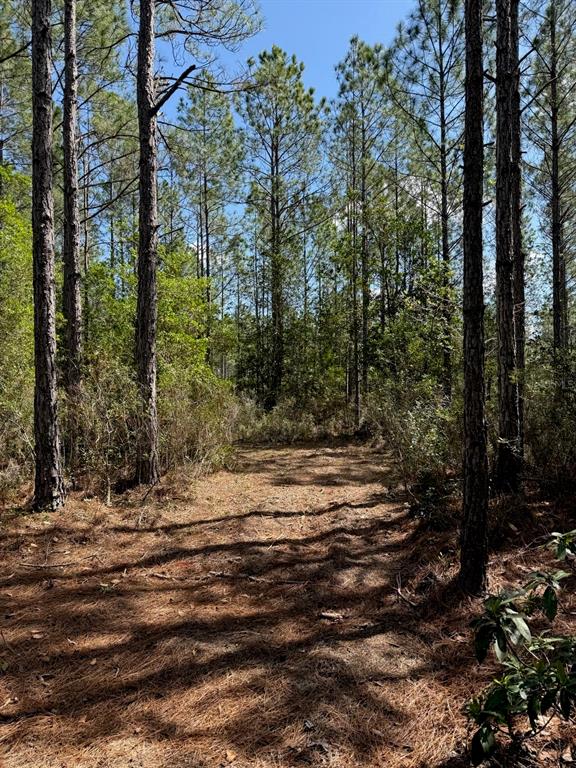 859 Wild Cur Road Pierson, FL 32180 - Photo 10 of 19 a view of outdoor space with trees