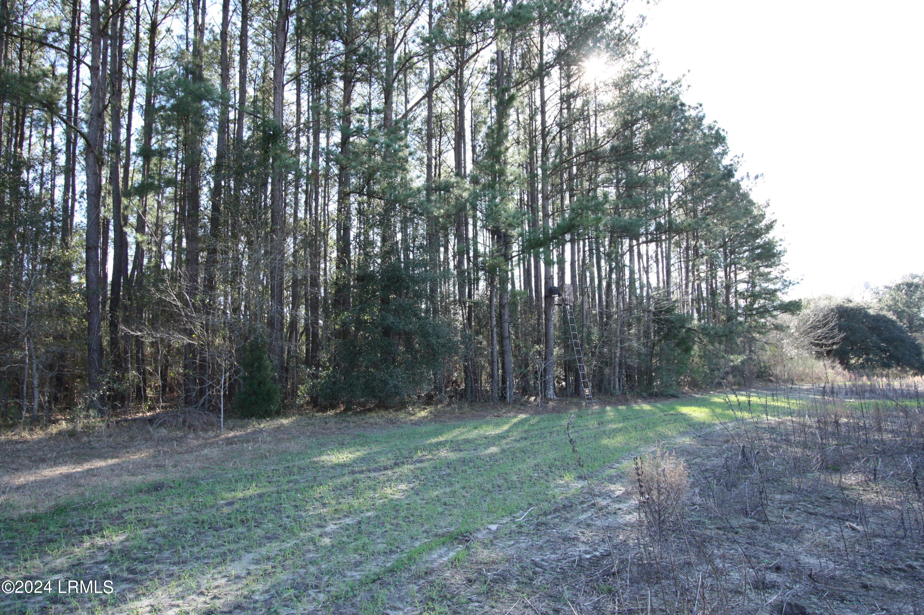 Tbd West Morgandollar Road Ridgeland, SC 29936 - Photo 5 of 10 IMG_8525