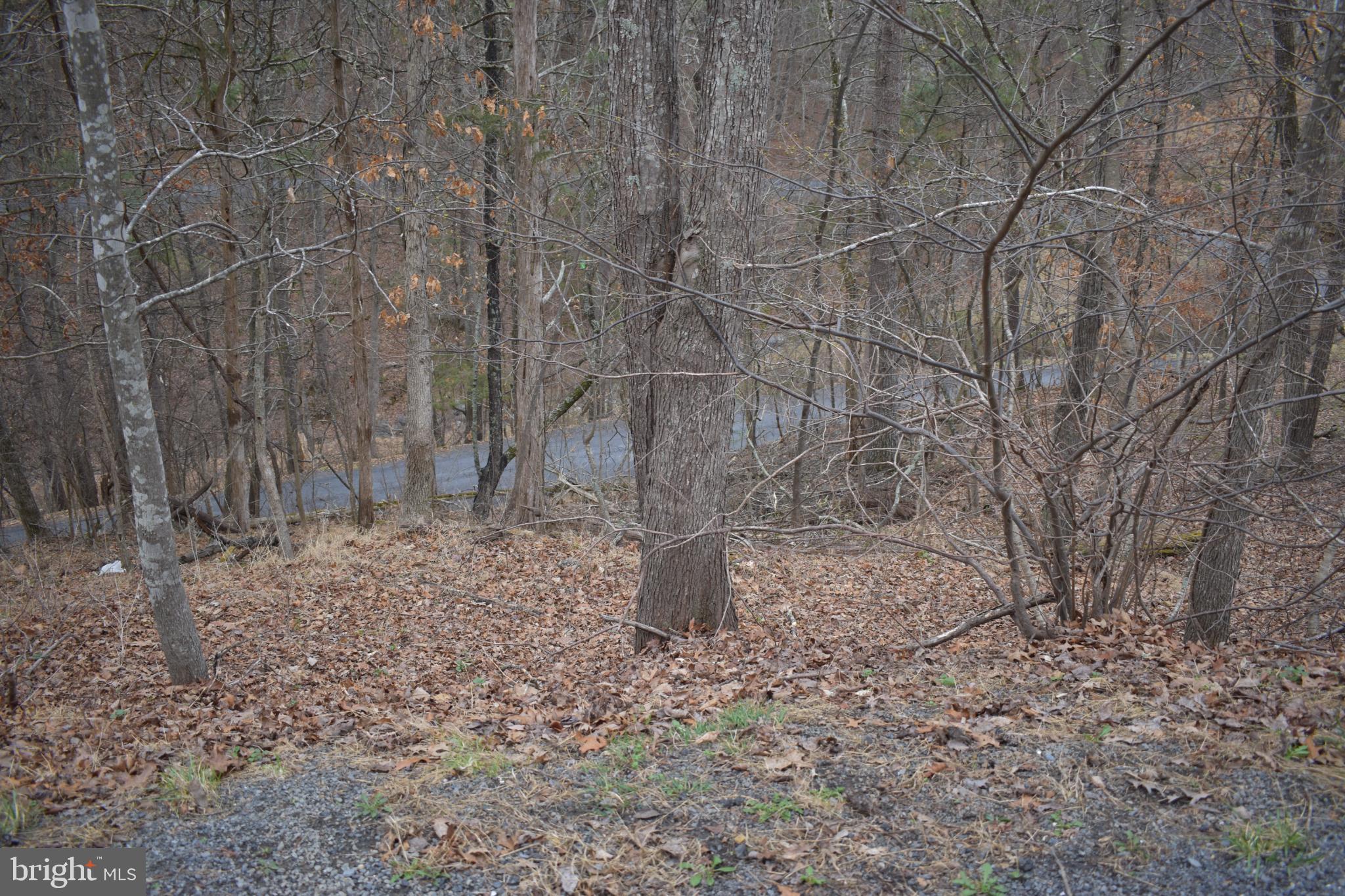 Anderson Road Mount Jackson, VA 22842 - Photo 4 of 6 Serene woodland retreat with winding path.