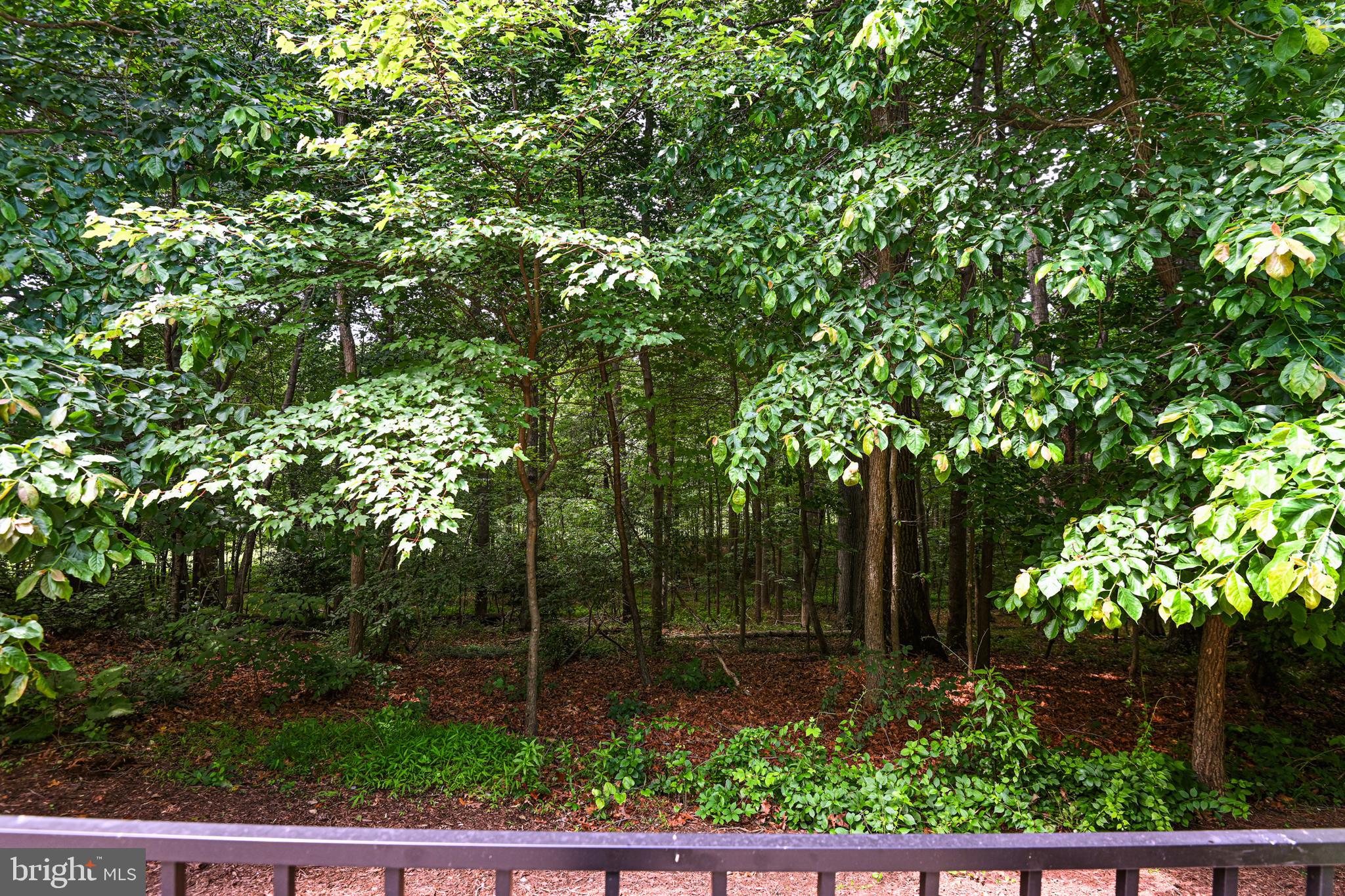 11217 Bright Pond Lane Reston, VA 20194 - Photo 59 of 72 Oversized lot and view from yard