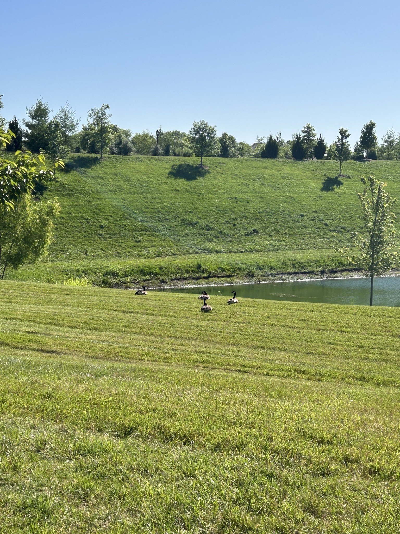 1331 Madison Lane Spring Hill, TN 37174 - Photo 3 of 61