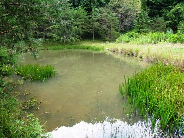 Stinking Lick Creek Road Ballard, WV 24918 - Photo 15 of 16 Gallery Image 15