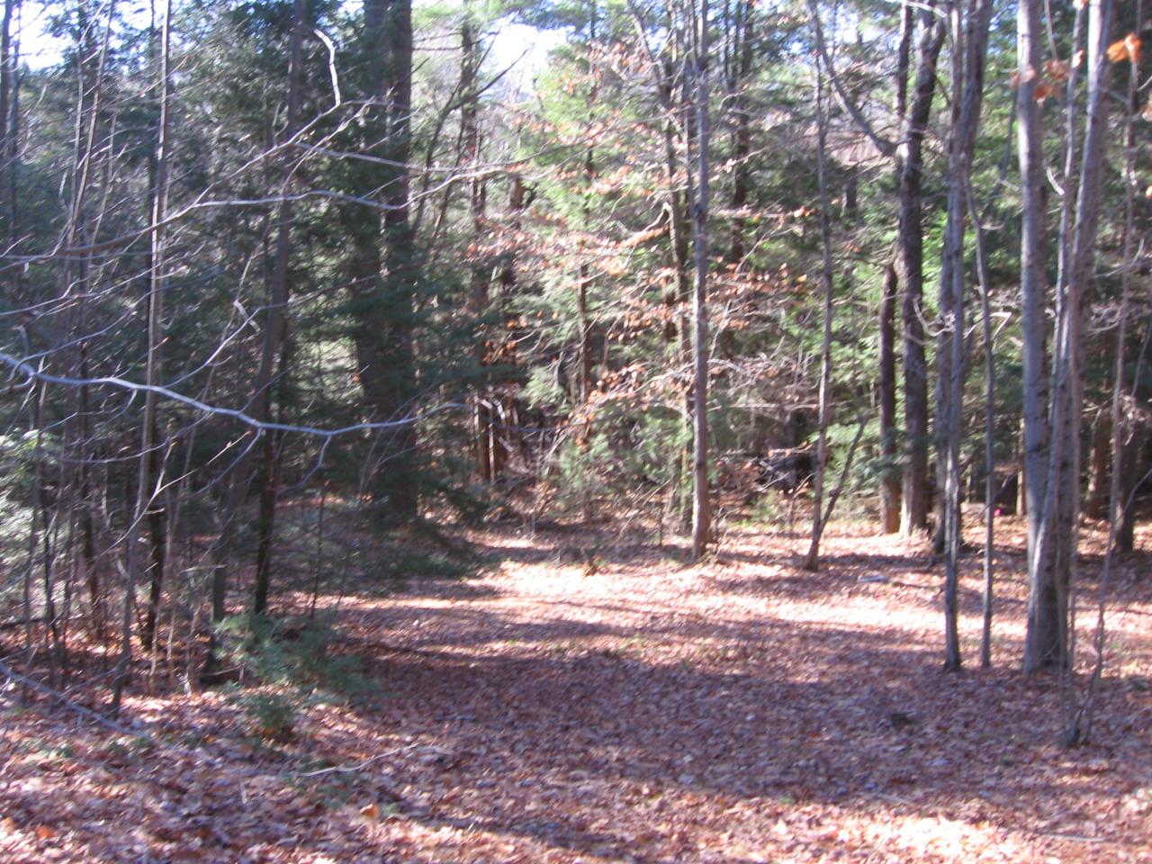 0 Hammertown Road Sandisfield, MA 01255 - Photo 4 of 5 a backyard of a house with lots of green space
