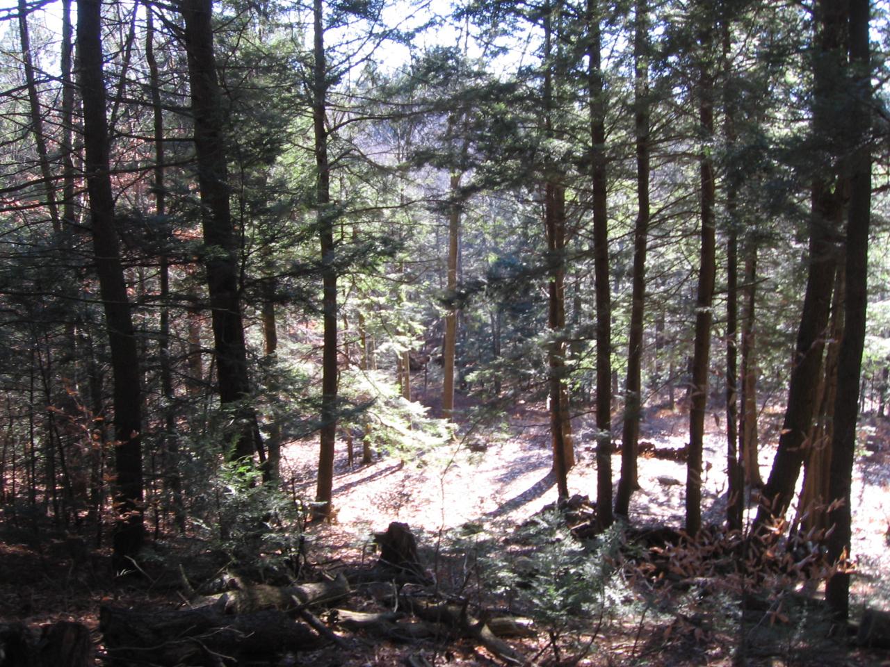 0 Hammertown Road Sandisfield, MA 01255 - Photo 5 of 5 a view of a tree