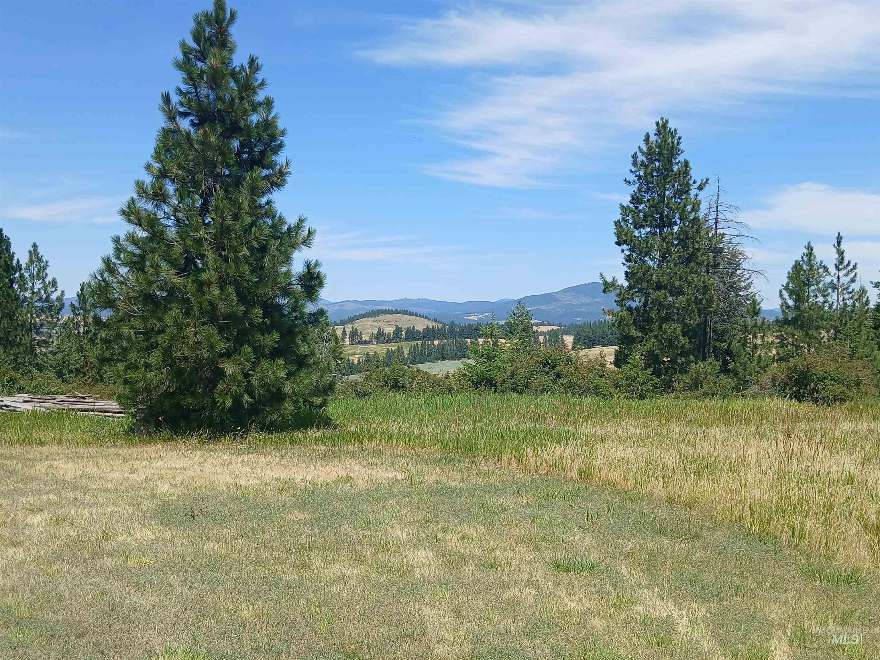 1076 Headrick Road Potlatch, ID 83855 - Photo 3 of 8 Expansive natural landscape featuring a mix of mature evergreen trees and varied grasses