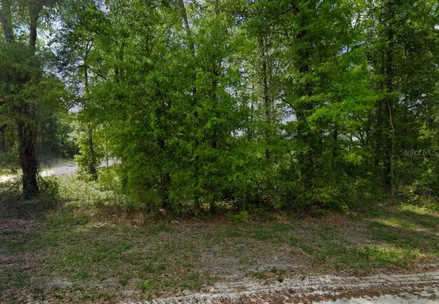 a view of a forest with trees in the background