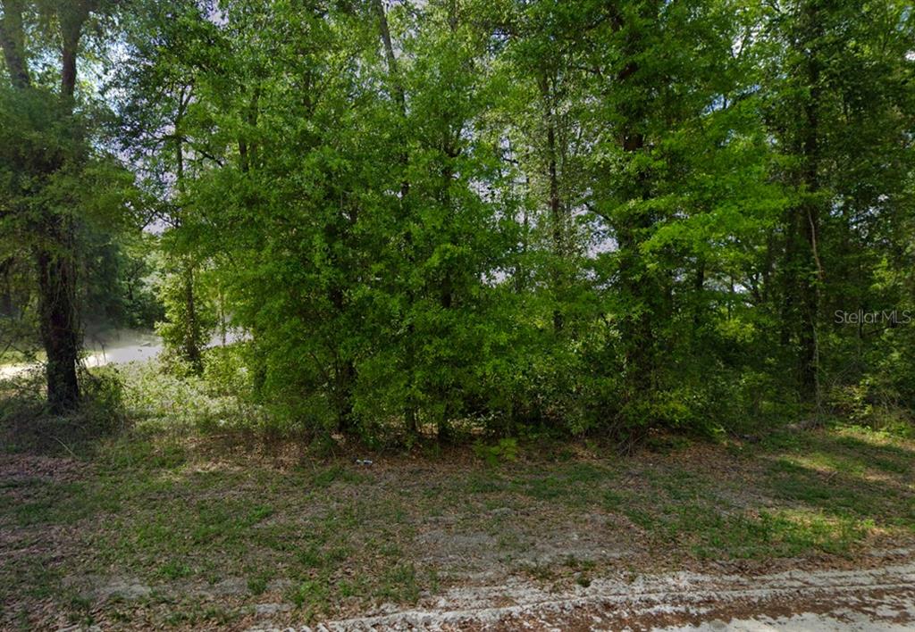 247 Southwest Merciful Place Fort White, FL 32038 - Photo 4 of 6 a view of a forest with trees in the background