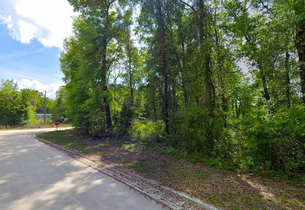 247 Southwest Merciful Place Fort White, FL 32038 - Photo 6 of 6 a view of a forest with trees