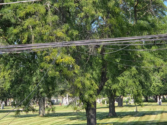 a view of a yard with plants and trees