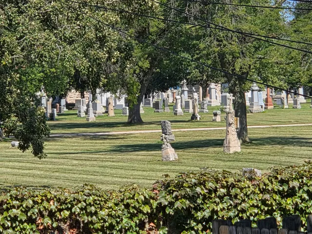 a view of a park with large trees