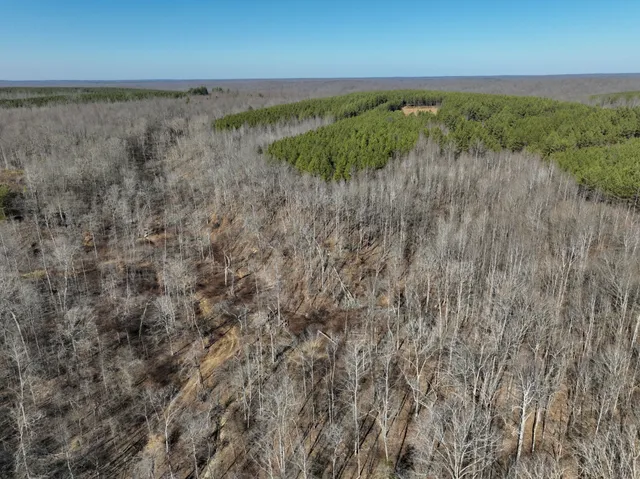 a view of a forest filled with trees
