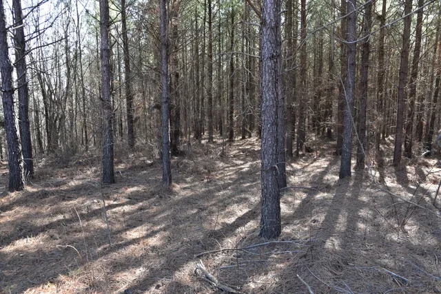 a view of a yard with trees