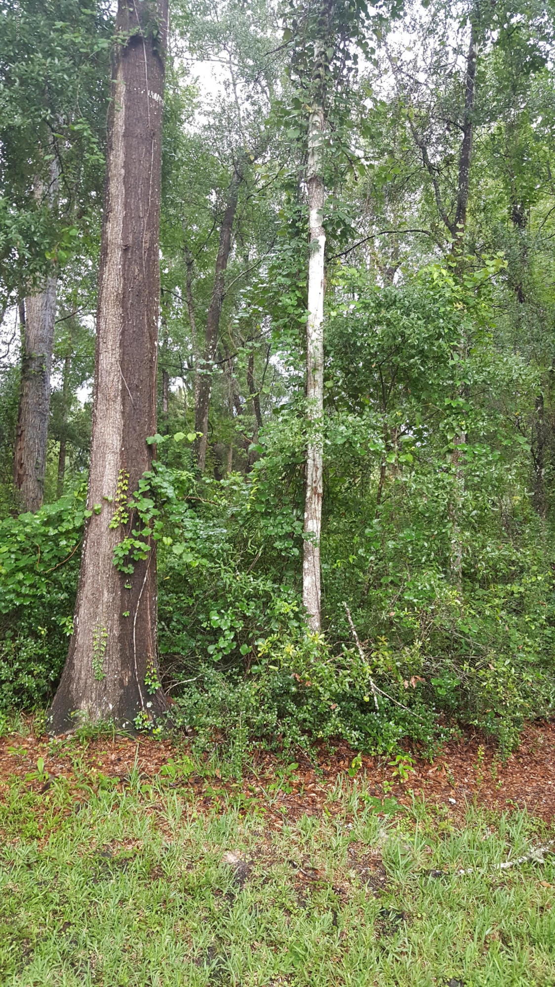 2521 Crooked Creek Point Road Middleburg, FL 32068 - Photo 38 of 39 Wooded back yard.
