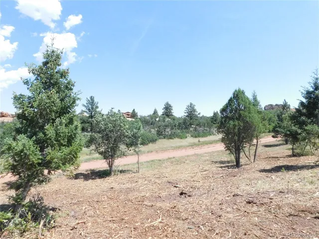 a view of a forest with a tree