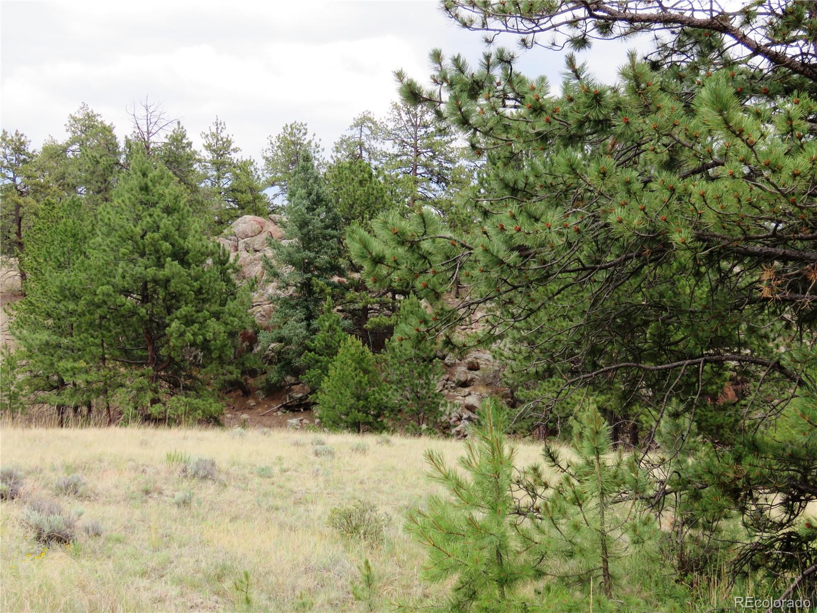 84 Pike View Road Florissant, CO 80816 - Photo 18 of 35 a view of a yard with a tree