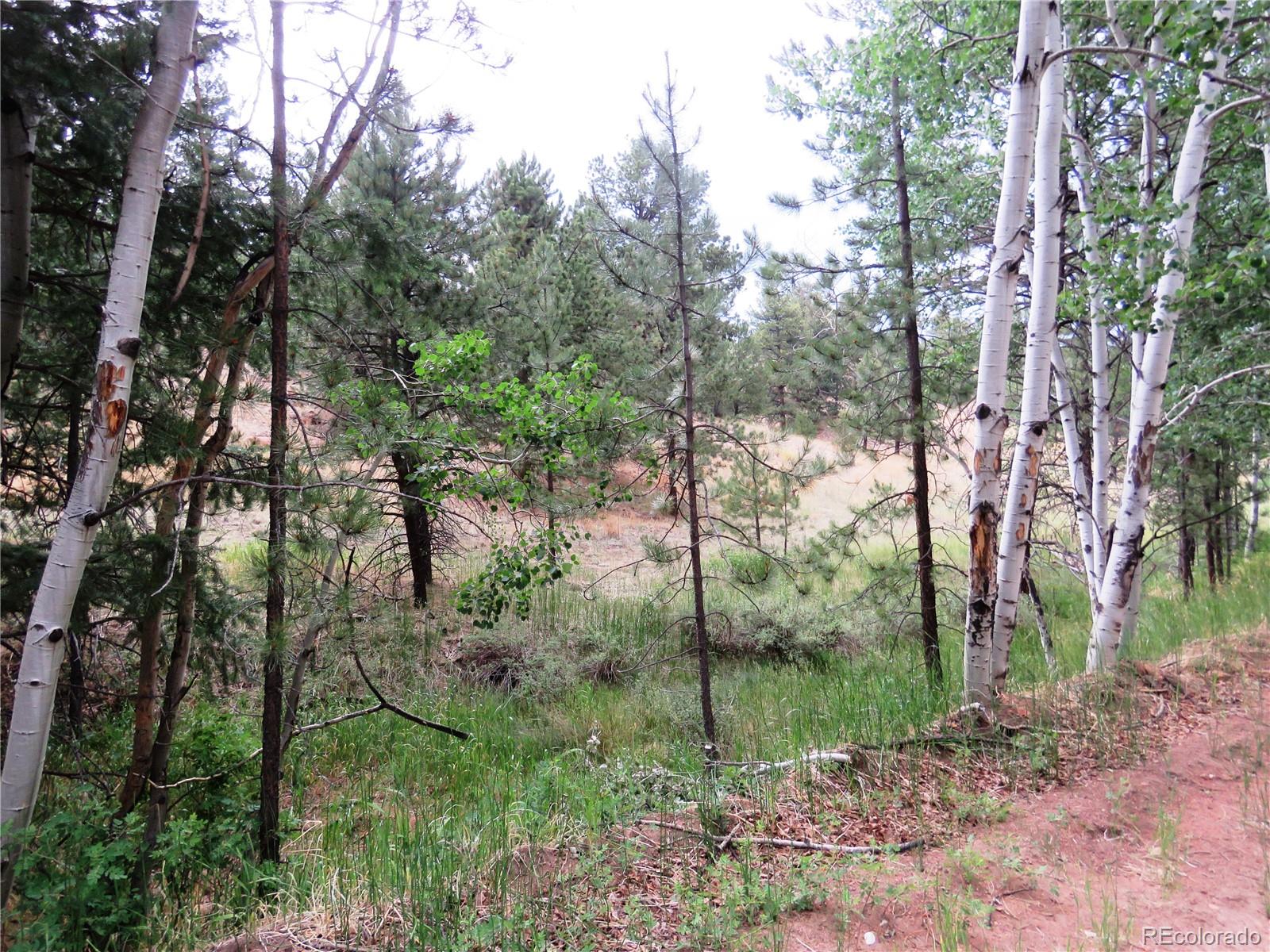 84 Pike View Road Florissant, CO 80816 - Photo 20 of 35 a view of a forest