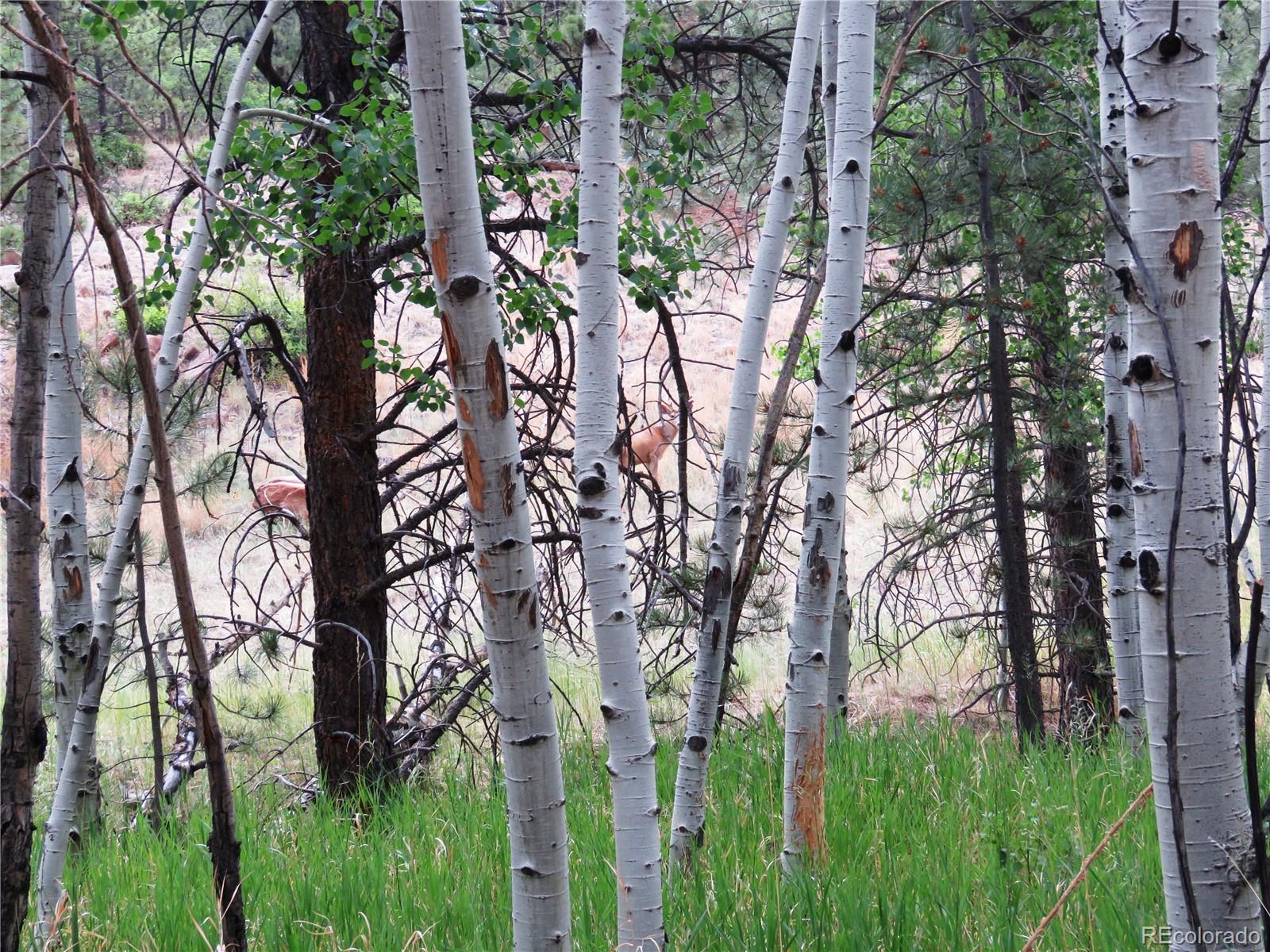 84 Pike View Road Florissant, CO 80816 - Photo 21 of 35 a view of tree