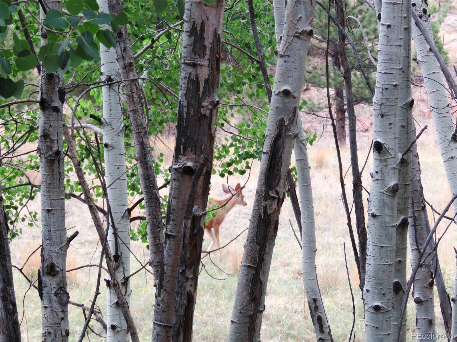 84 Pike View Road Florissant, CO 80816 - Photo 22 of 35 a picture of tree