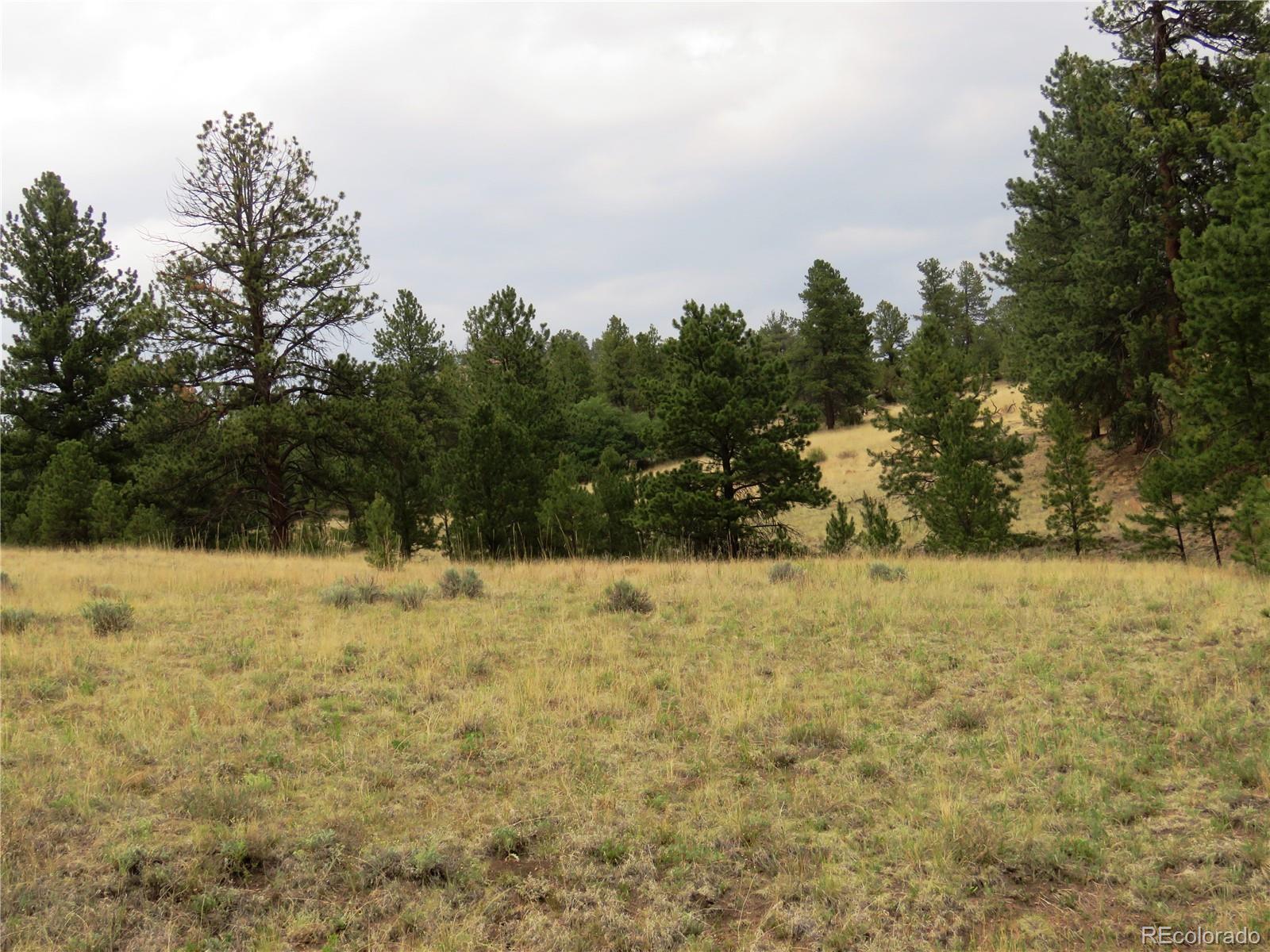 84 Pike View Road Florissant, CO 80816 - Photo 23 of 35 a view of a yard with trees in the background