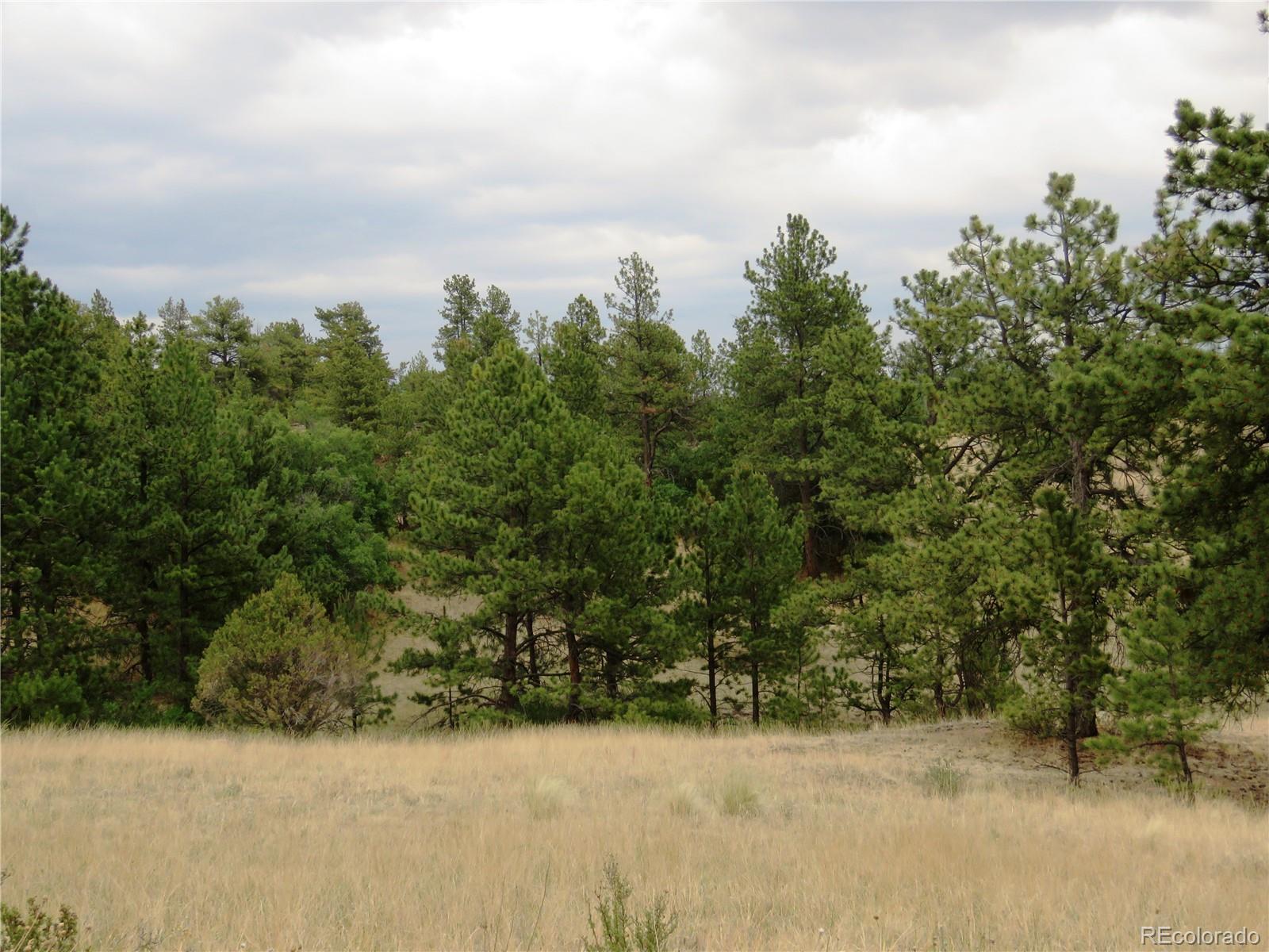 84 Pike View Road Florissant, CO 80816 - Photo 25 of 35 a view of a yard with a house in the background