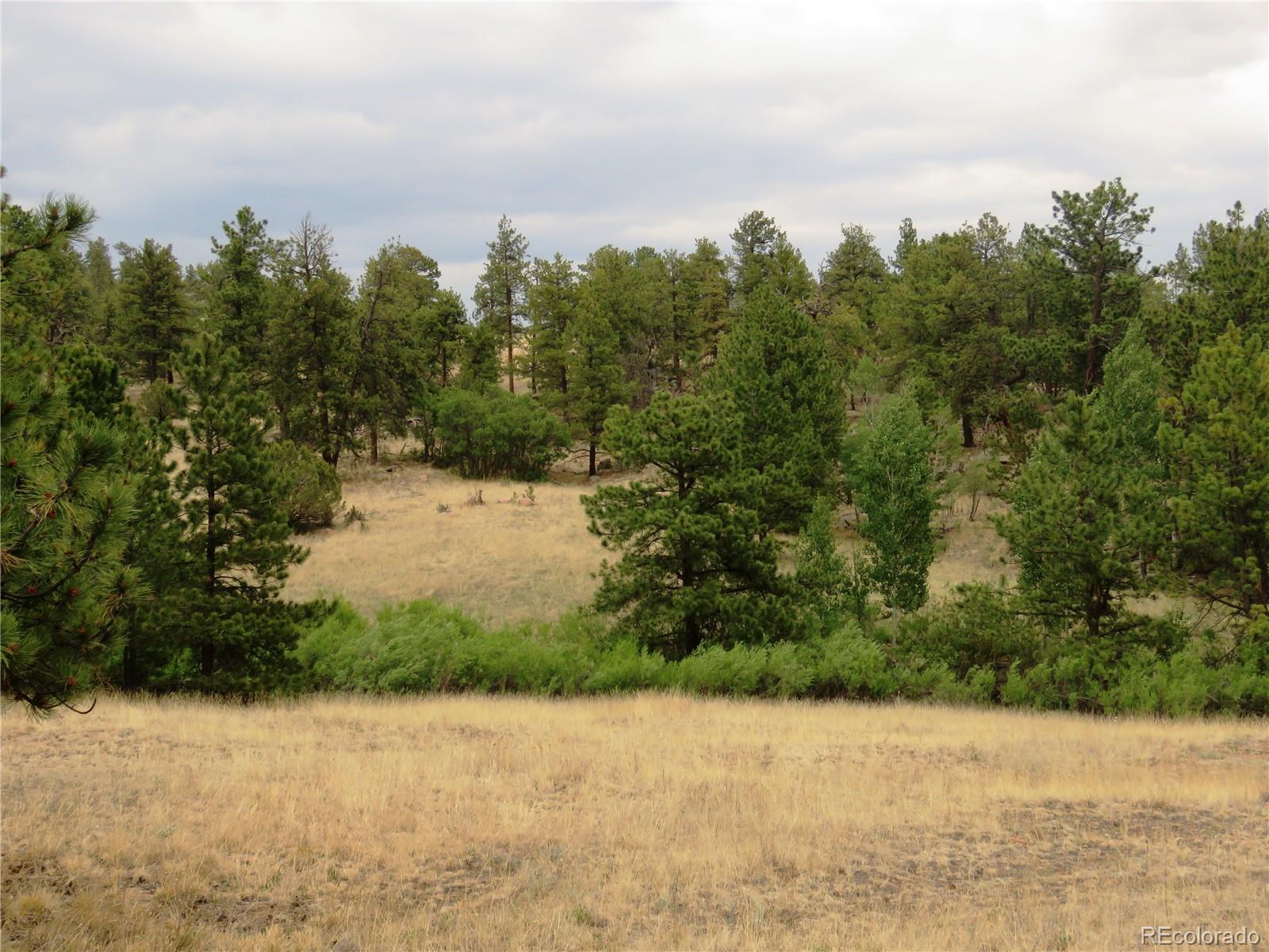 84 Pike View Road Florissant, CO 80816 - Photo 27 of 35 a view of a yard with trees in the background