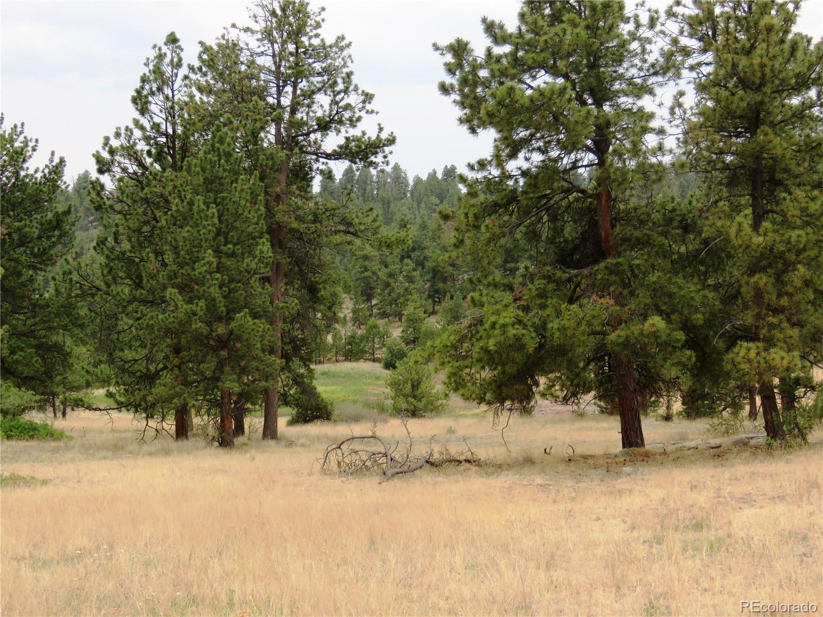 84 Pike View Road Florissant, CO 80816 - Photo 31 of 35 a view of a yard with a tree