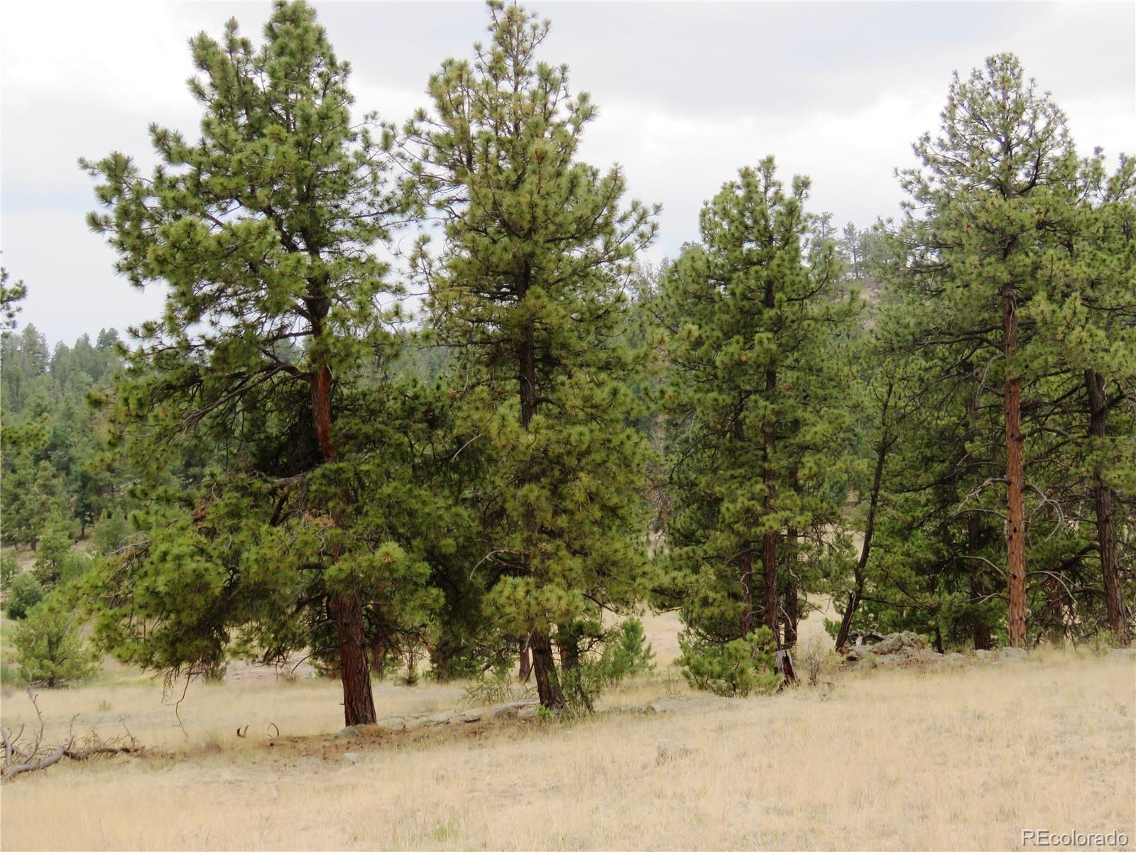 84 Pike View Road Florissant, CO 80816 - Photo 32 of 35 a view of a yard with a tree