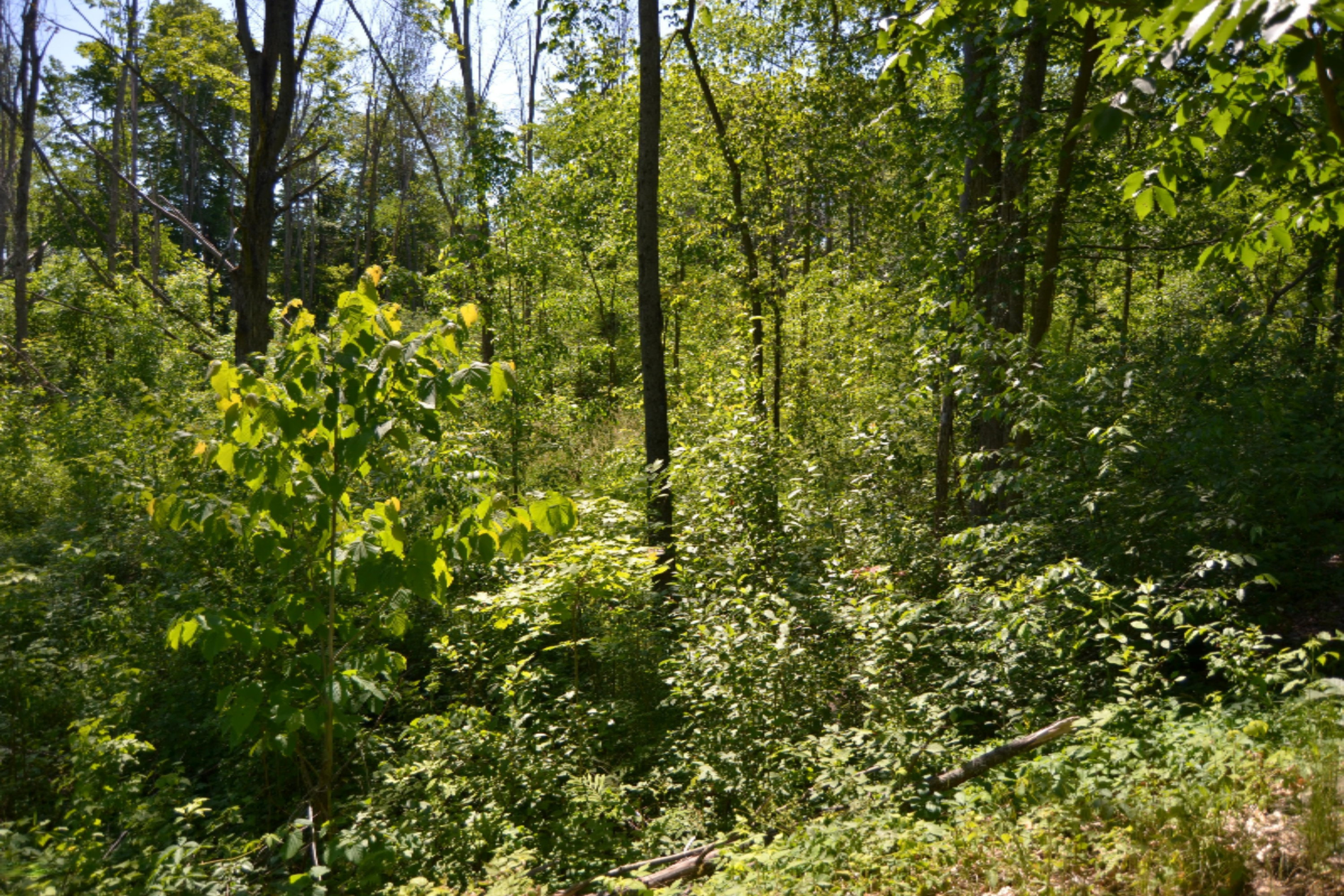 18347 5 Mile Road Morley, MI 49336 - Photo 39 of 57 DSC_1002