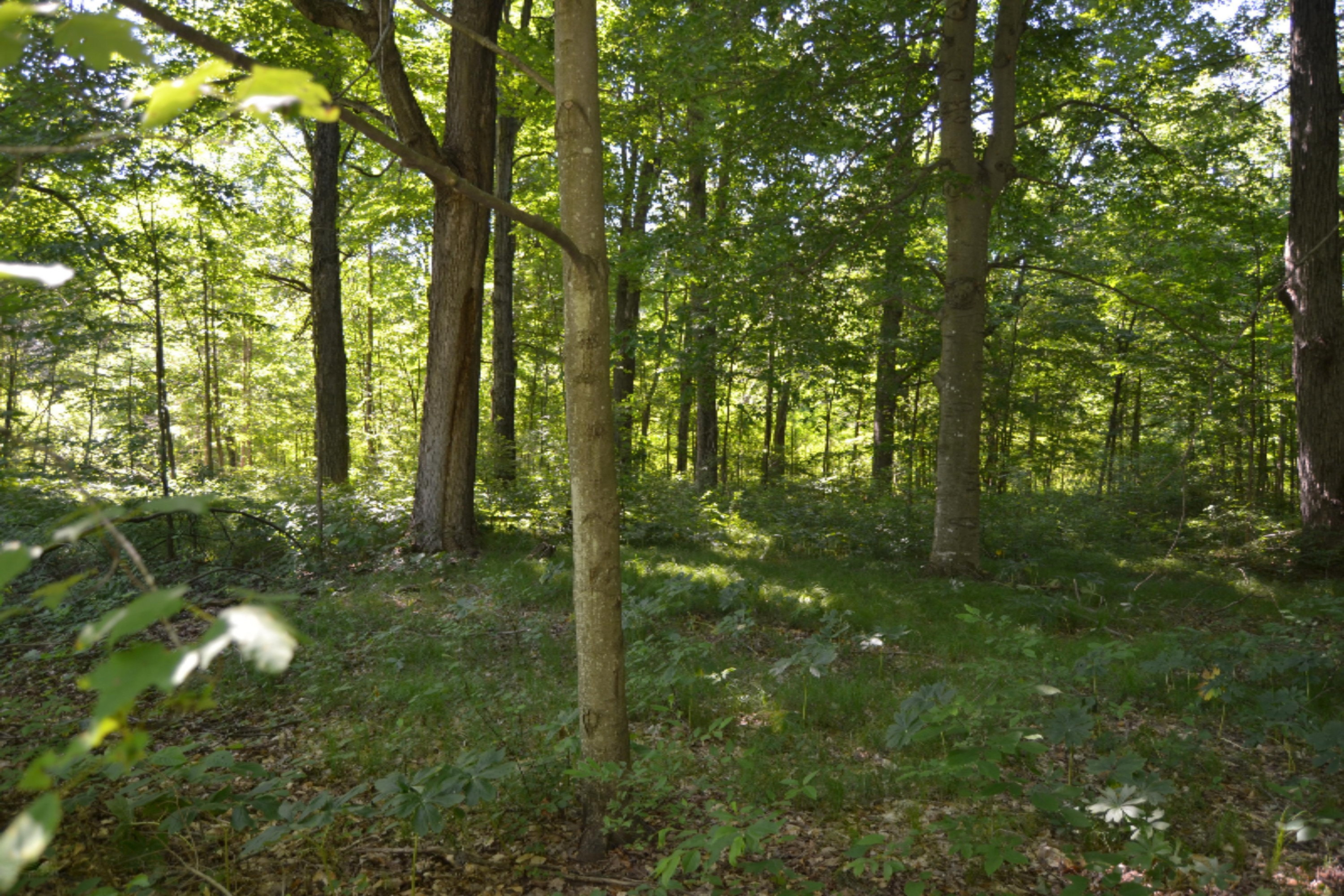 18347 5 Mile Road Morley, MI 49336 - Photo 42 of 57 DSC_1005