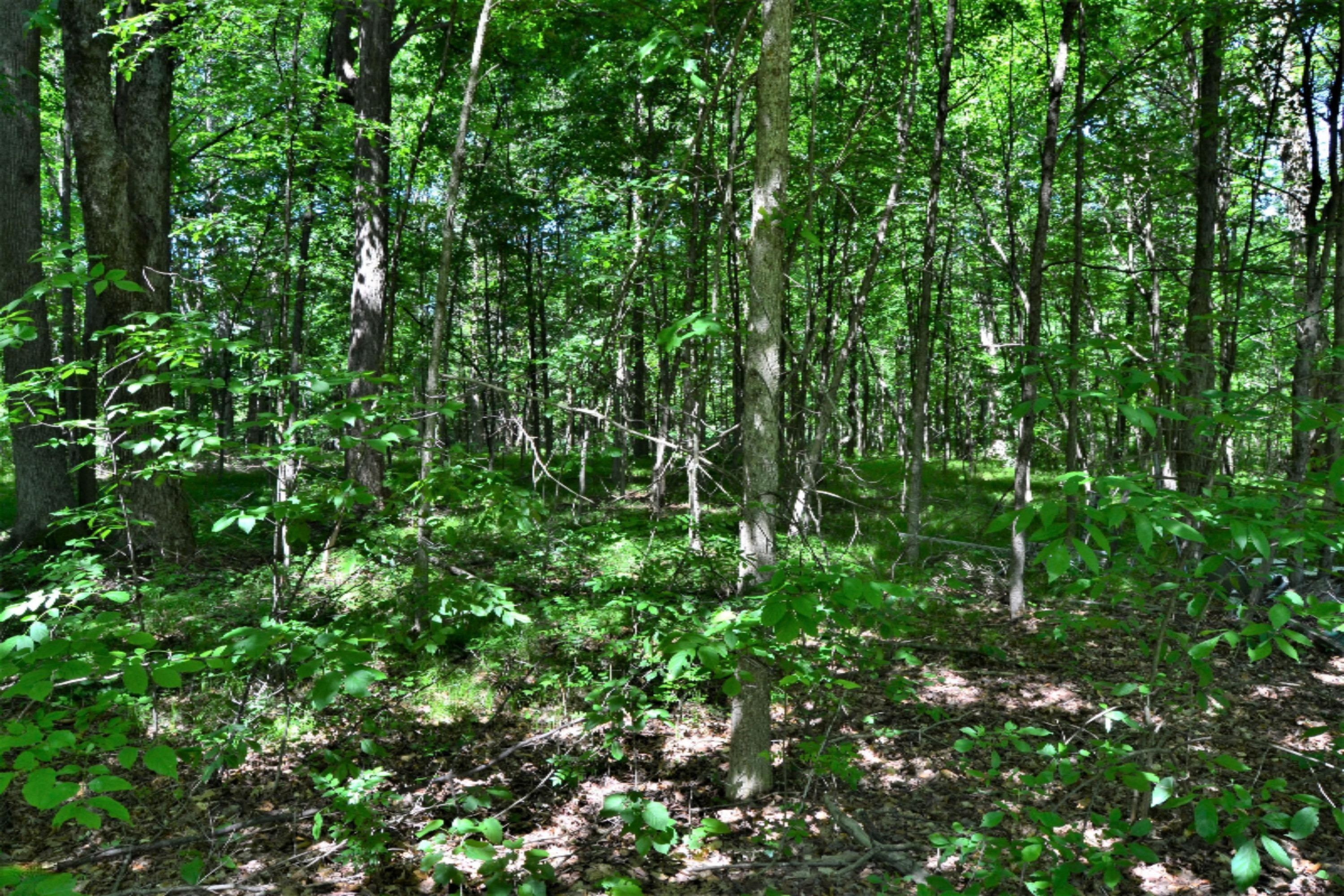 18347 5 Mile Road Morley, MI 49336 - Photo 43 of 57 DSC_1013