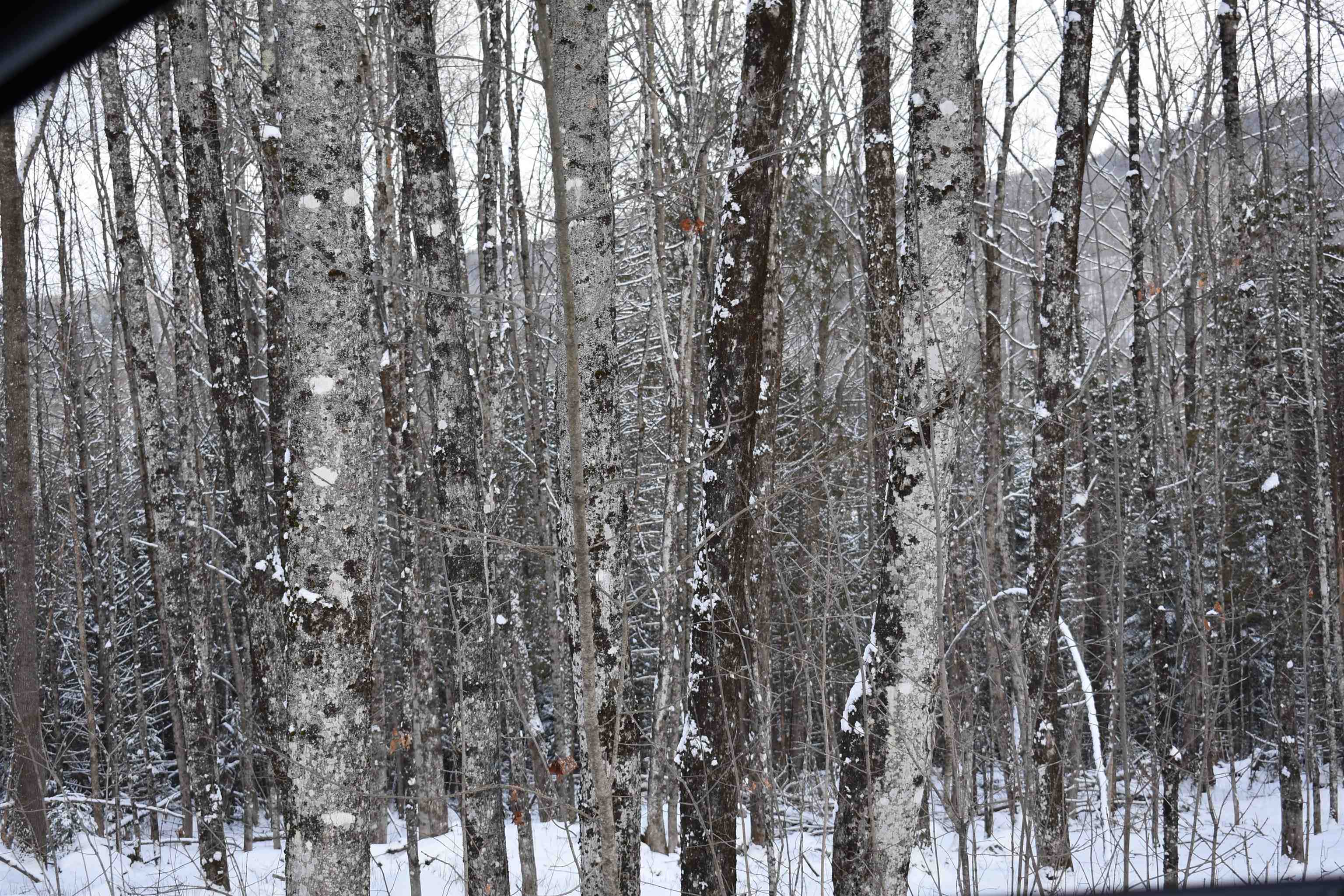 Shadow Lake Road Glover, VT 05839 - Photo 24 of 25