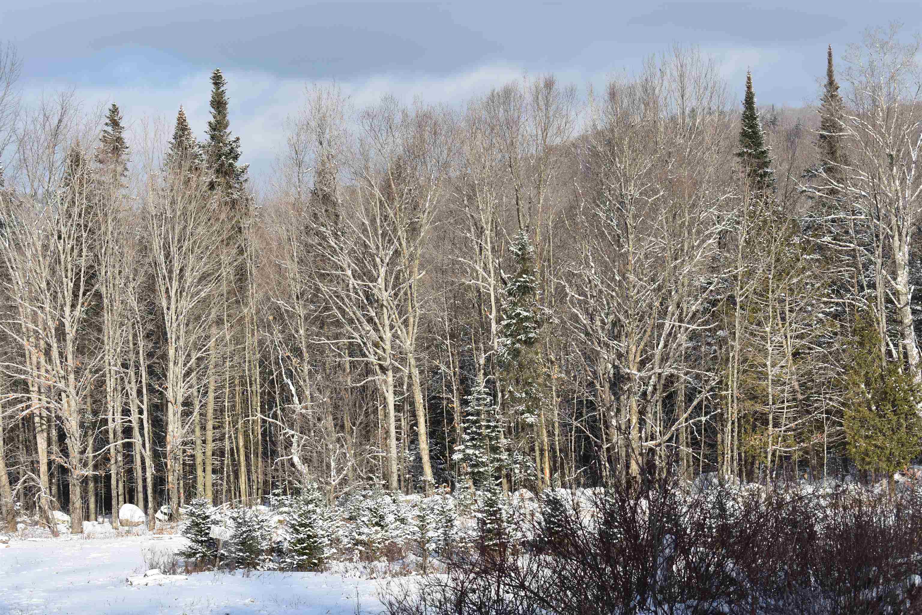 Shadow Lake Road Glover, VT 05839 - Photo 6 of 25