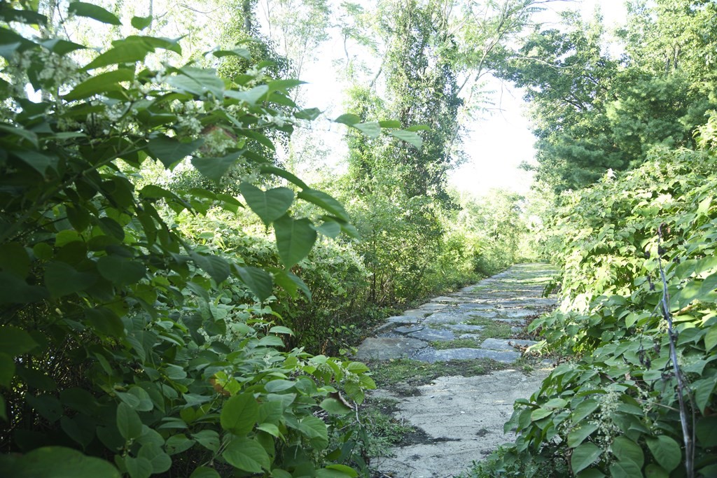 72 Heritage Drive Lowell, MA 01852 - Photo 26 of 29 a backyard of a house with lots of green space and trees all around