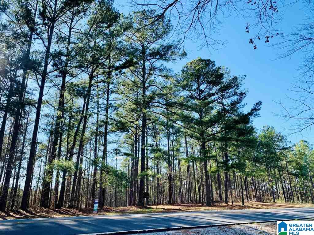 51 County Road Woodland, AL 36280 - Photo 1 of 4