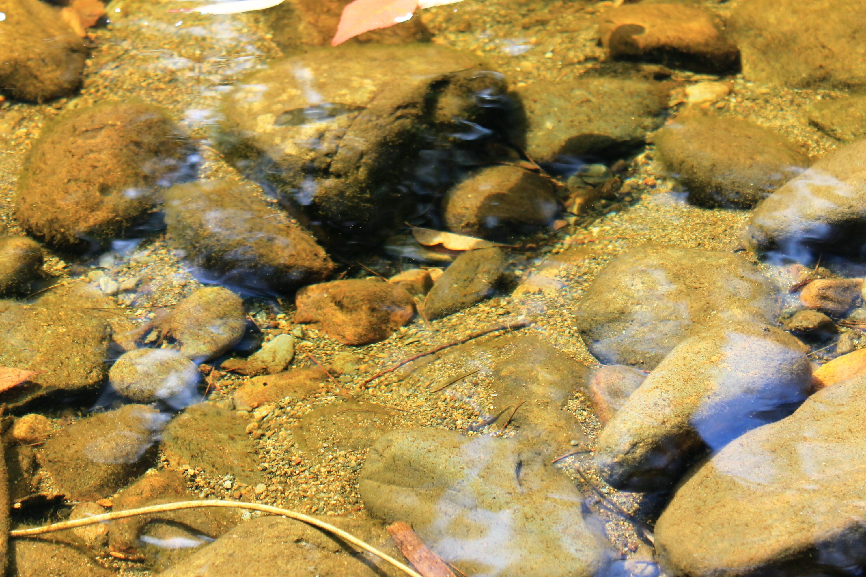 Lot 4 Moosely Ridge Road Phillips, ME 04966 - Photo 15 of 18 Little Fish