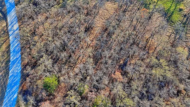 a close up of a tree in a yard